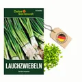 Lauchzwiebeln Tonda musona Samen - Allium cepa - Lauchzwiebelnsamen - Gemüsesamen - Saatgut für 100 Pflanzen