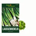 Lauchzwiebeln Tonda musona Samen - Allium cepa - Lauchzwiebelsamen