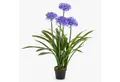 Kunstblume Kunstpflanze Agapanthus LESEDA im Dekotopf, blau, 105cm Agapanthus, artplants, Höhe 105.0 cm