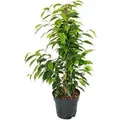 Exotenherz Ficus Benjamini Anastasia im 17cm Topf