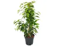Exotenherz Zimmerpflanze Ficus benjamini "Anastasia" im 17cm Topf