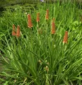 Fackellilie Grandiflora - Kniphofia praecox