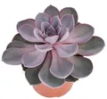 Echeveria Perle von Nürnberg - grosse Pflanze im 12cm Topf