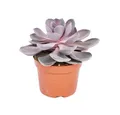 Exotenherz Kaktus Echeveria Perle von Nürnberg - grosse Pflanze im 12cm Topf