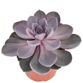 Exotenherz - Echeveria Perle von Nürnberg - grosse Pflanze im 12cm Topf