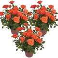 3er-Set - Topfrosen Orange - Für drinnen und draußen - Zimmerpflanzen - Gartenpflanzen - Terrassenpflanzen - Winterhart - 20-30 cm Hoch - Topf 12 cm