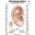 Ohrakupunktur Mini-Poster - französische Punkte DIN A4