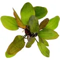 Dennerle Plants Aquariumpflanze Echinodorus Ozelot