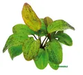 Echinodorus Ozelot  Topf Aquarienpflanze Schwertpflanze Mittelgrund Dennerle 274