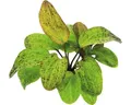 Froschlöffel Ozelot - Echinodorus Ozelot