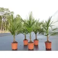 Trachycarpus fortunei 130-160 cm Palme Hanfpalme, winterhart bis -18°C