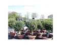 Bonsai Kugel Olivenbaum 140 - 170 cm knorrige urige Olive winterhart Olea Europaea Ölbaum