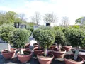 Bonsai Kugel Olivenbaum 140-170 cm knorrige urige Olive winterhart Olea Europaea