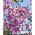 Paulownia Tomentosa Blauglockenbaum 150–200 cm