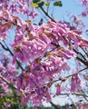 Pflanzen für Dich Baum Paulownia tomentosa, 1 St., Blauglockenbaum, Kaiserbaum, Kaiser-Paulownie, schnellwachsend, violettblühend