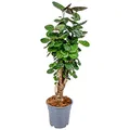 Bloomique - Polyscias Fabian - Aralie - Zimmerpflanzen - Luftreinigend - Tierfreundlich - Pflegeleicht - Höhe 50-60 cm - Topf 17 cm