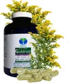 Echte Goldrute Solidago 360 Kräuter Kapseln nach Hildegard von Bingen. 26935-360