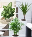 BALDUR Garten Zimmerpflanze 3er-Mix Luftreinigende Zimmerpflanzen 'Fresh Air', 3 St., Blattschmuckpflanze, pflegeleicht