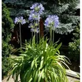Liebesblume Schmucklilie  - großer Topf - Agapanthus africanus