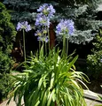 Liebesblume Schmucklilie - großer Topf - Agapanthus africanus - lebende Gartenpflanze aus den Baumschulen