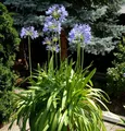 Liebesblume Schmucklilie  - großer Topf - Agapanthus africanus