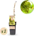Green boutiQ - Obstpflanze - Vitis vinifera Vroege van der Laan - Weinrebe - Winterhart - Weiße Traube - 2 Pflanzen - Topf 15cm - Höhe 50cm
