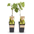 Green boutiQ - Obstpflanze - Vitis vinifera Vroege van der Laan - Weinrebe - Winterhart - Weiße Traube - 2 Pflanzen - Topf 15cm - Höhe 50cm