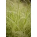 Carex Brunnea Variegata Ziergras Grün-Weiß 2 Liter Container