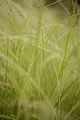 Pflanzen für Dich Gräser Carex brun. Variegata, 1 St., Japan-Segge, zweifarbig, grasartig