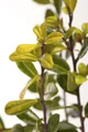 Ilex crenata 'Golden Gem', Japanische Stechpalme, goldgelb, 30–40 cm