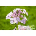Hydrangea Serrata Hortensie Bluebird 30-40 cm