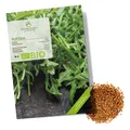 BIO Rucola Samen (Sorte: Wild, 750 Korn) - Wilde Rauke Saatgut aus biol. Anbau