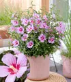 BALDUR Garten 1x Zwerg-Hibiskus 'Little Legends Pink®', Pflanze im 9x9 cm-Topf, extrem kompakter Wuchs, nur ca. 60 cm hoch, wochenlang massenhaft Blüten, hitze- und trockenheitstolerant, pflegeleicht