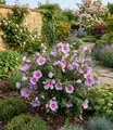BALDUR Garten Zierstrauch Zwerg-Hibiskus 'Little Legends Pink®', 1 St., Trockenheitsresistent, genügsam, winterhart, mehrjährig