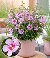 BALDUR Garten Zwerg-Hibiskus 'Little Legends Pink®',1 Pflanze