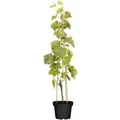 Vitis Vinifera Lakemont Weinrebe Kernlos 80–100 cm