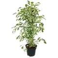 Exotenherz Ficus Benjamini Twighlight im 17cm Topf