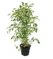 Exotenherz Zimmerpflanze Ficus benjamini "Twilight" im 17cm Topf