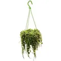 Exotenherz Zimmerpflanze zum Hängen Peperomia Prostrata String Of Turtles Schildkröte an Der Schnur Zwergpfeffer 14cm