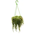 Zimmerpflanze zum Hängen - Peperomia prostrata - String of Turtles - 14cm Ampel