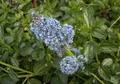 Ceanothus thyrsifolius var. repens - Kriechende Säckelblume - 20-30