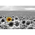 Fototapete PAPERMOON "Sonnenblumenfeld", bunt, B:3,5m L:2,6m, Vlies, Tapeten