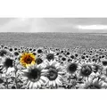 Papermoon Fototapete Sonnenblumenfeld bunt|grau 3,5 m x 2,6 m