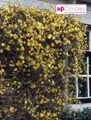 Winterjasmin 70 - 80 cm Jasminum nudiflorum schöner Winterblüher Kletterpflanze