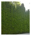 BALDUR Garten 1er Lebensbaum-Hecke 'Smaragd' 40-60cm hoch, Pflanze im 5-Liter Containertopf, Thuja occidentalis Smaragd, Sichtschutz, anspruchslos & wächst schön gleichmäßig & schlank, winterhart