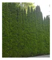 Lebensbaum-Hecke 'Smaragd' 40-60cm hoch, 1 Pflanze Thuja occidentalis Smaragd