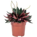 Zwergpfeffer 'Smit Rosso' - pflegeleichte Zimmerpflanze, Peperomia - Höhe ca. 15 cm, Topf-Ø 10,5 cm