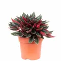 Zwergpfeffer "Smit Rosso" - Peperomia - Höhe ca. 15 cm, Topf-Ø 10,5 cm