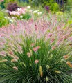 BALDUR Garten Gräser Lampenputzergras 'Hameln', 3 St., Federborstengras, winterhart, mehrjährig, pflegeleicht