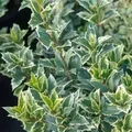 Herbstduftblüte Variegatus 40-50cm - Osmanthus heterophyllus